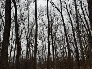 Prodej podílu lesa, Přerov nad Labem, 1596 m2