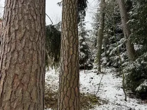 Prodej lesa, Milejovice, 2791 m2