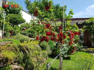 Prodej rodinného domu, Nová Ves nad Popelkou, 140 m2