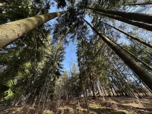 Prodej lesa, Plavy, 32050 m2