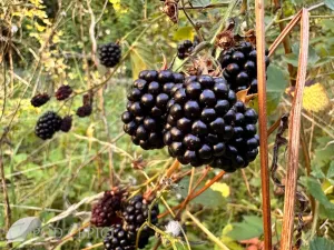 Prodej chaty, Lysice, 70 m2