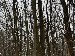 Prodej podílu lesa, Nikolčice, 3584 m2