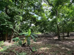 Prodej pozemku, Coxen Hole, Roatán, Honduras, 2090 m2