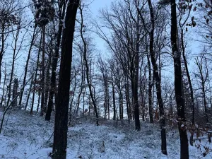 Prodej lesa, Dolní Bousov, 59634 m2