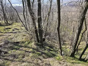 Prodej sadu/vinice, Velké Němčice, 3259 m2