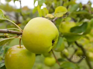 Prodej rodinného domu, Teplice - Trnovany, Na Bramši, 227 m2
