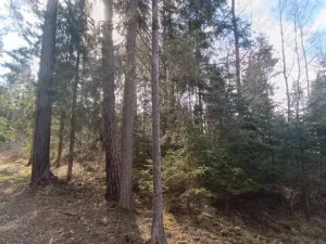 Prodej lesa, Srubec, Ledenická-Škarda, 18018 m2