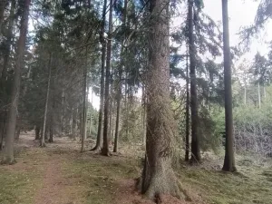Prodej lesa, Srubec, Ledenická-Škarda, 13783 m2