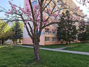 Pronájem bytu 2+1, České Budějovice - České Budějovice 3, Pražská tř., 65 m2