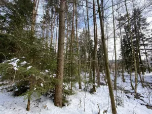 Prodej pozemku, Volfířov - Brandlín, 5958 m2