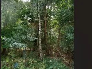 Prodej lesa, Červená Řečice, 150 m2