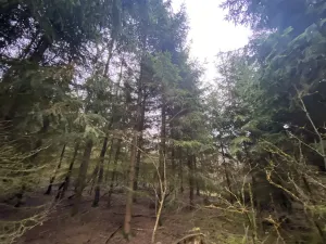 Prodej lesa, Blížejov - Lštění, 6627 m2