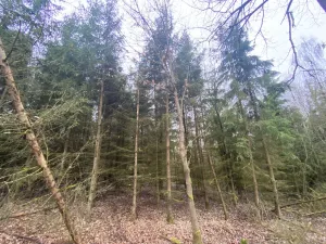 Prodej lesa, Blížejov - Lštění, 6627 m2