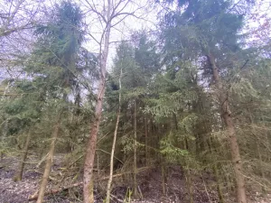 Prodej lesa, Blížejov - Lštění, 6627 m2