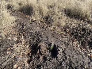 Prodej lesa, Veliny, 4968 m2