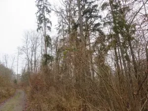 Dražba lesa, Zlín, 707167 m2