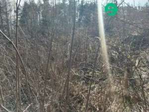 Prodej lesa, Spešov, 2643 m2