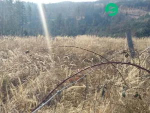 Prodej lesa, Spešov, 2643 m2