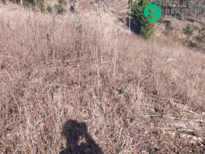 Prodej lesa, Spešov, 2643 m2