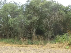 Dražba pozemku pro bydlení, Heřmanova Huť, 1100 m2