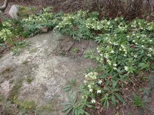 Prodej chaty, Osečná, Zahradní, 50 m2