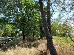 Prodej lesa, Nová Cerekev, 1967 m2