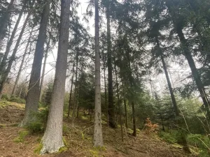 Prodej lesa, Kolinec - Buršice, 1299 m2