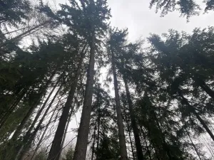 Prodej lesa, Kolinec - Buršice, 1299 m2