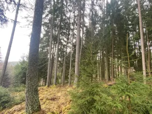 Prodej lesa, Kolinec - Buršice, 1299 m2