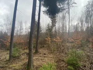 Prodej lesa, Kolinec - Buršice, 3423 m2