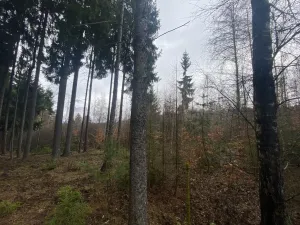 Prodej lesa, Kolinec - Buršice, 3423 m2