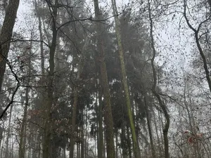 Prodej lesa, Milavče, 5759 m2