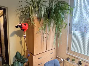 Pronájem bytu 1+1, Liberec, Zámecký vrch, 36 m2