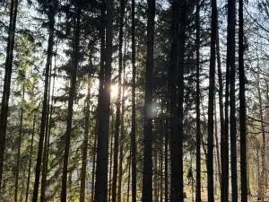 Prodej podílu lesa, Stará Paka, 4610 m2