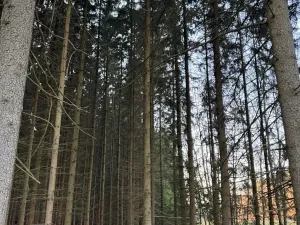 Prodej podílu lesa, Stará Paka, 4610 m2