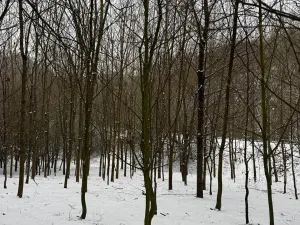 Prodej lesa, Chotiměř, 26763 m2