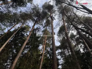 Prodej lesa, Nebahovy - Jelemek, 11340 m2