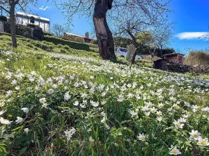 Prodej chaty, Vysoké Mýto, Vinice, 17 m2
