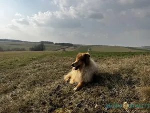 Prodej vícegeneračního domu, Luboměř, 160 m2