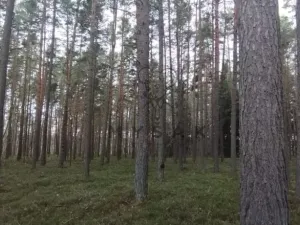 Prodej lesa, Borovany - Vrcov, 18645 m2