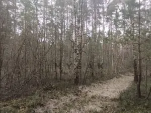 Prodej lesa, Borovany - Vrcov, 18645 m2