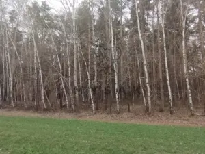 Prodej lesa, Borovany - Vrcov, 18645 m2