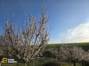 Prodej zahrady, Vracov, 1001 m2