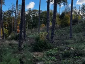 Prodej lesa, Štěchovice, 8586 m2