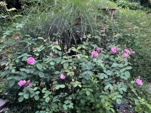 Prodej chalupy, Bouzov - Bezděkov, 101 m2