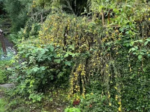 Prodej chalupy, Bouzov - Bezděkov, 101 m2