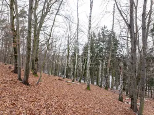 Prodej lesa, Velké Popovice, 19731 m2