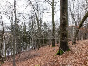 Prodej lesa, Velké Popovice, 19731 m2