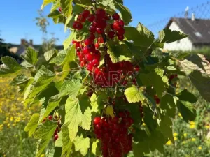 Prodej pozemku pro bydlení, Týnec nad Sázavou, 1201 m2