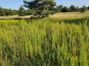 Prodej chaty, Ralsko - Kuřívody, 40 m2